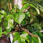Hands on Houseplant Help