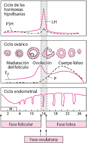 Amenorrea Ginecologia Y Obstetricia Manual Msd Version Para Profesionales