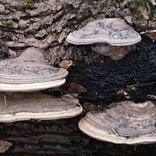 Check spelling or type a new query. The Magic Of Medicinal Mushrooms Growing Wild In Ireland