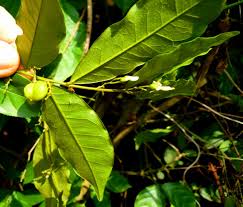 Image result for Carpolobia alba