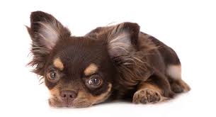 We did not find results for: Corgi Chihuahua Mix Is The Cohuahua Your Next Pet