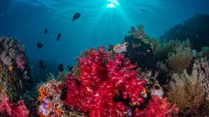 Check spelling or type a new query. The 10 Most Beautiful Coral Reefs In The World Budget Travel
