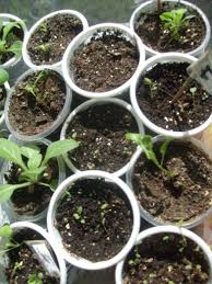 How to deadhead petunia flowers. Why Not Rose Petunia Petunia In Granules How To Plant