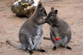 These Rose Exchanging Wallabies Romantic Animals Animals Cute Animal Pictures