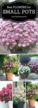 Top 10 Wonderful Plants For Small Containers Container Flowers Plants Garden Containers