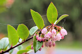 Image result for Vaccinium stanleyi