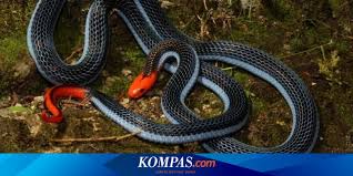 Contact loker sopir on messenger. Ular Cabe Merah Indonesia Cantik Mematikan Tetapi Juga Menyembuhkan Halaman All Kompas Com