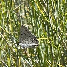 Image result for Chrysochloa hubbardiana