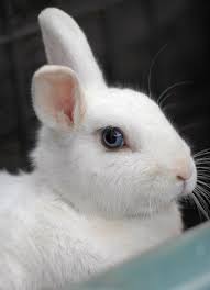 Stay updated about white bunnies with blue eyes for sale. Blue Eyed Rabbit Best Friends Animal Society