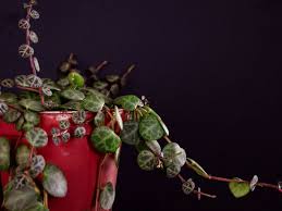 Check spelling or type a new query. 15 Types Of Indoor Climbing Plants Plant Index