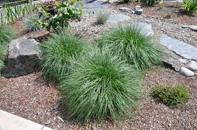 Image result for Deschampsia cespitosa