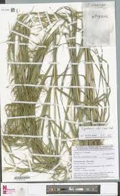 Image result for Hyparrhenia familiaris