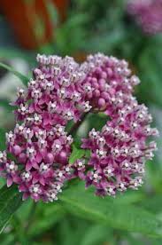 Pin On Milkweed Nectar Plants