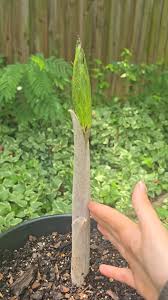 Image result for Gonatopus