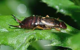 Maybe you would like to learn more about one of these? How To Get Rid Of Earwigs In House And Keep Them From Getting Back Inside How I Get Rid Of