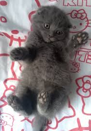 1 5 Aylik Disi Gri Pamuk Tuylu Scottish Fold Kedi Satis