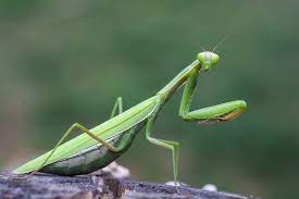 Check spelling or type a new query. The Praying Mantis A Garden Assassin Us Represented
