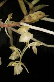 Image result for Rhipidoglossum