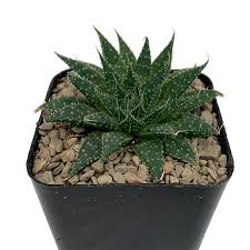 Image result for Aloe nuttii