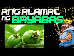 Elearningph 2019 4.c bakit bayabas ang ipinangalan sa kakaibang halamang tumubo sa puntod kung saan nakahimlay ang labi ng hari? elearningph 2019