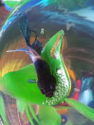 White Patch On Betta S Dorsal Fin Betta Worry Require Urgent Help My Aquarium Club