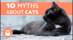 Address the cause and removing the fluid which may include abdominocentesis and. Possible Reasons Why Your Cat Has A Swollen Abdomen Or Belly Pethelpful By Fellow Animal Lovers And Experts