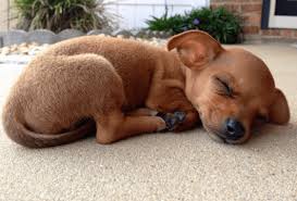 Apr 10, 2017 · here are 12 of the cutest small dog breeds that rank high in the adorable category! Cute Small Dogs Home Facebook