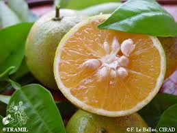 Image result for Citrus × aurantium