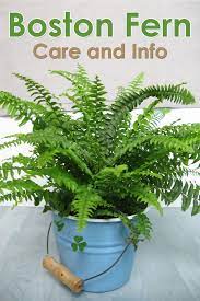 Check spelling or type a new query. How To Take Care Of A Boston Fern