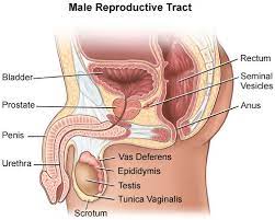 The american cancer society provides detailed information on prostate cancer and its treatment. What Is Prostate Cancer Causes Risks Symptoms Diagnosis Treatment Ucla