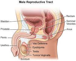 1 ﻿ prostate cancer usually grows over time and in the beginning stays within the prostate gland, where it may not cause serious harm. What Is Prostate Cancer Causes Risks Symptoms Diagnosis Treatment Ucla