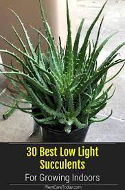 30 Best Low Light Succulents For Growing Indoors Low Light Succulents Succulents Low Light Plants