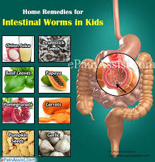 Image result for intestine worm