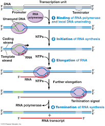 23 Inquisitive Rna Synthesis Timeline Flow Chart