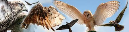 Wild Wings Birds Of Prey Home Facebook