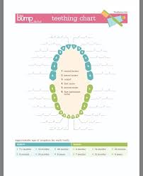 Toddler Teething Chart Baby Tracker Baby Teeth Teething Chart