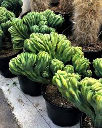 Image result for Myrtillocactus geometrizans