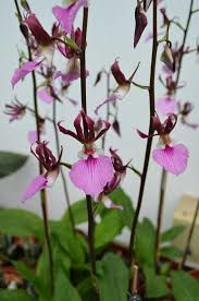 Image result for Eulophia guineensis