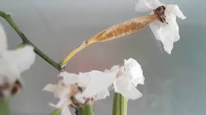 Orkide Cogaltma Tohum Cimlendirme 1 Orchid Flasking Tissue Culture 1 Youtube Orchids Culture Plants