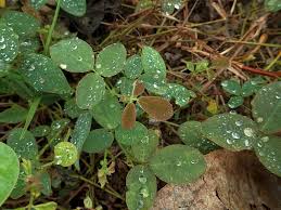 Image result for Desmodium scorpiurus
