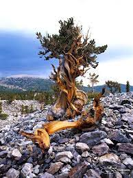 In the lower desert areas mesquite, creosote, greasewood, yucca, and more than 30 varieties of cacti abound, while sagebrush and joshua trees flourish at the higher elevations. Nevada State Tree Bristlecone Pine Bristlecone Pine Tree Old Trees