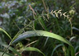 Image result for Setaria longiseta