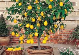 Öte yandan, limonların tam açıldığı bir limon ağacınız varsa ya da küçük meyveleriniz varsa, düşmelerini önlemek için budama yapmaktan kaçının. Evde Limon Agaci Bakimi Nasil Yapilir Obilsin