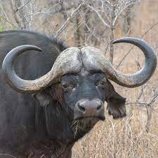The water buffalo (bubalus bubalis), also called the domestic water buffalo or asian water buffalo, is a large bovid originating in the indian subcontinent and southeast asia.today, it is also found in europe, australia, north america, south america and some african countries. Male African Water Buffalo Shutterbug