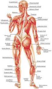 Smooth muscles are involved in many 'housekeeping' functions of the body. 310 Best Muscle Structure Ideas In 2021 Fitness Body Gym Workouts Workout Routine