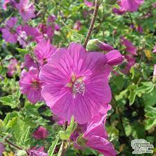 Buy Lavatera X Clementii Rosea Tree Mallow In The Uk