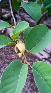 Image result for Annona senegalensis