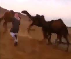 The short answer is that it's changed over the years. When The Camels Did A Shaikh Or Habibi Dance They Would Laugh And Laugh At The Video Granthshala News