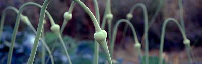 How to use garlic to repel mosquitoes? How To Get Rid Of Mosquitoes Without All Of The Chemicals
