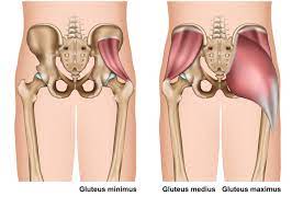 Many of my clients experience lower back and hip pain simultaneously. How Underactive Gluteal Muscles Can Cause Lower Back Pain Lifemark